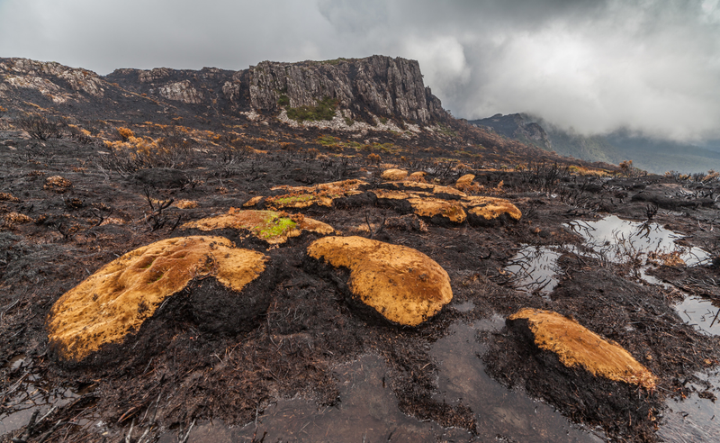 Cushion plants were burned as a fire swept through an alpine heathland in Tasmania’s Wilderness World Heritage Are, via Dan Broun